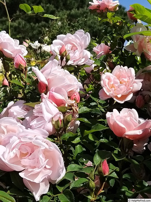 'Albertine (hybrid wichurana, Barbier 1921)' rose photo