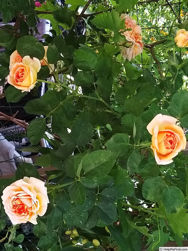 'Alchymist' rose photo