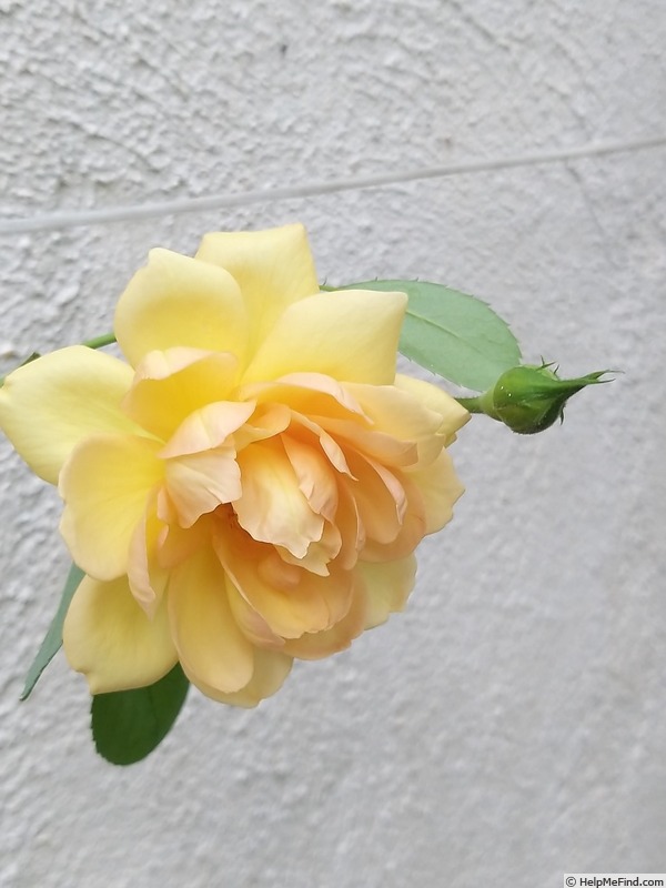 'Bathsheba' rose photo