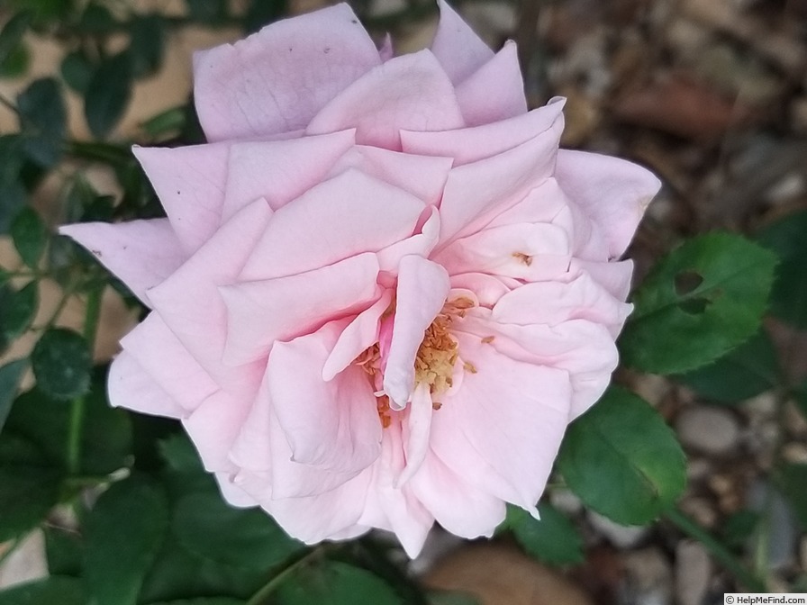 'Blossomtime (Large Flowered Climber, O'Neal, 1951)' rose photo