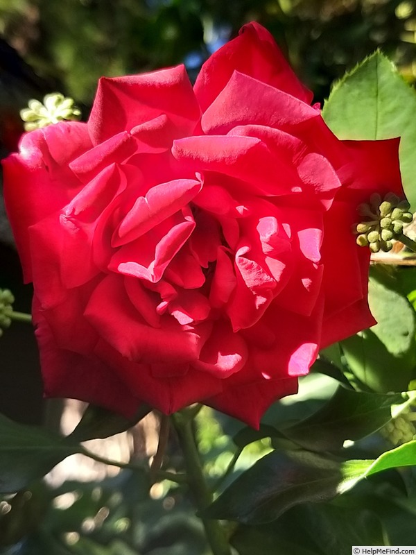 'Chrysler Imperial, Cl.' rose photo