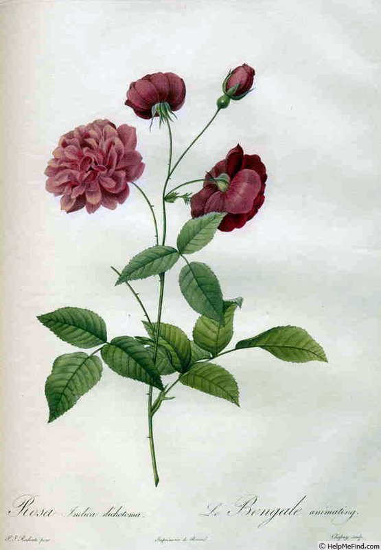 '<i>Rosa indica dichotoma</i>' rose photo