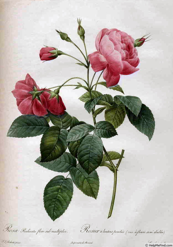 '<i>Rosa reclinata flore sub-multiplici</i> .' rose photo
