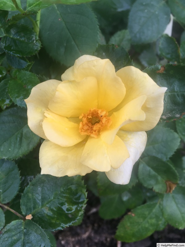 'Julia's Girl' rose photo