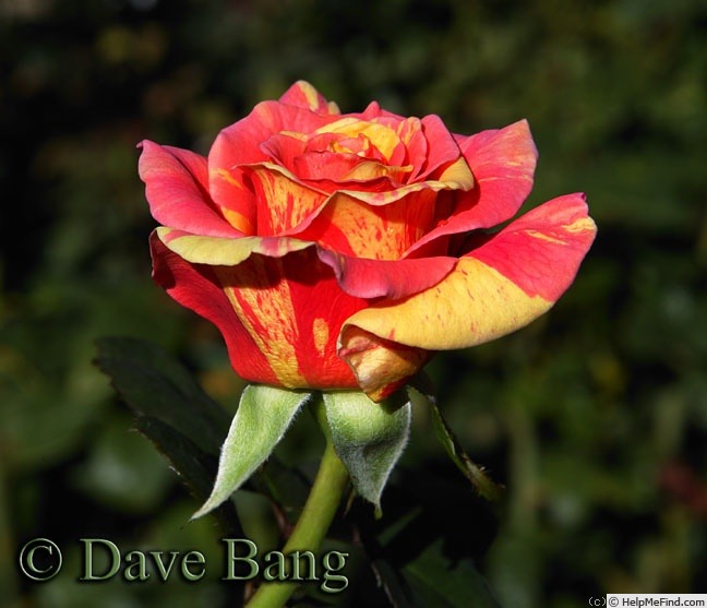 'Faithfully Yours' rose photo