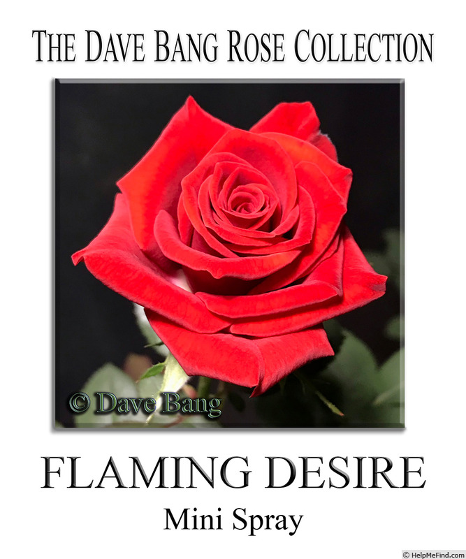 'Flaming Desire' rose photo