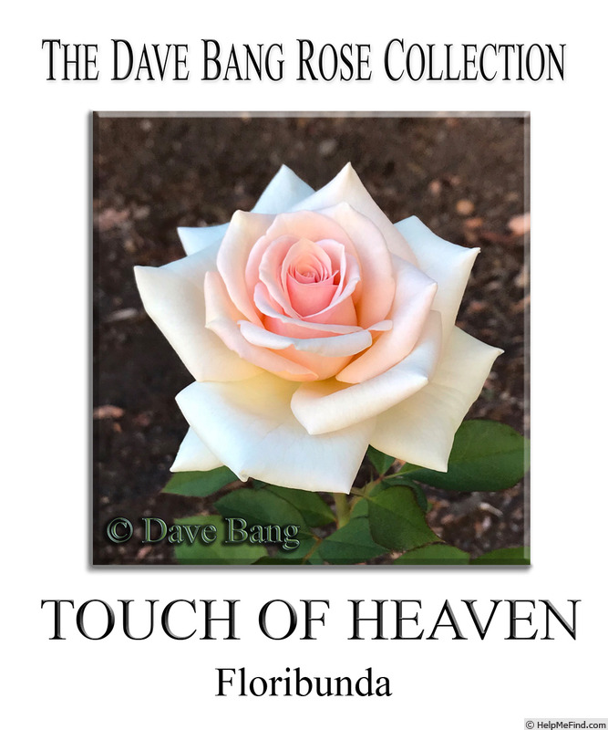 'Touch of Heaven' Rose