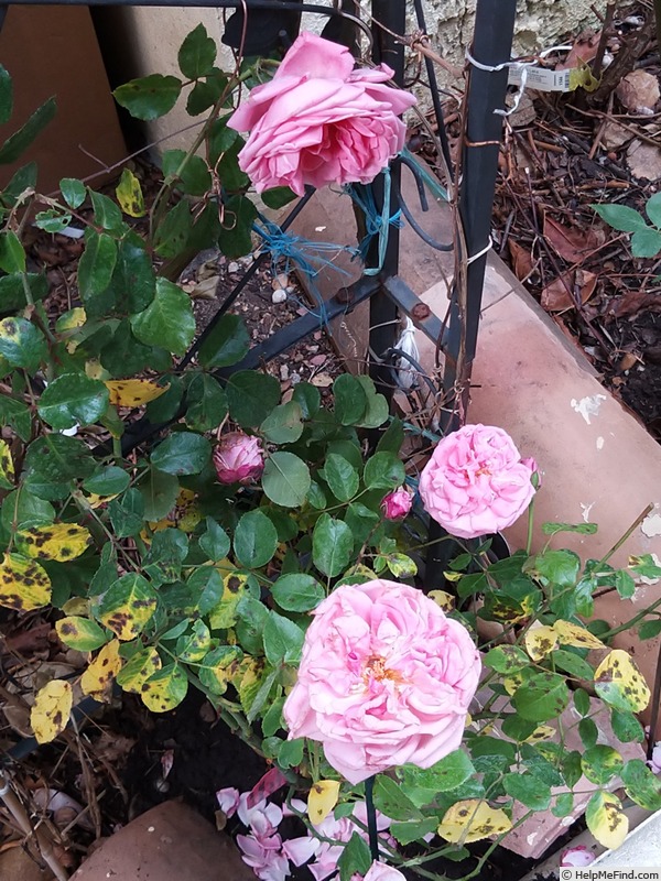 'Coral Dawn (large flowered climber, Boerner 1952)' rose photo