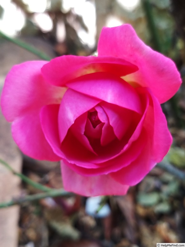 'Cyclamen Pierre de Ronsard ®' rose photo