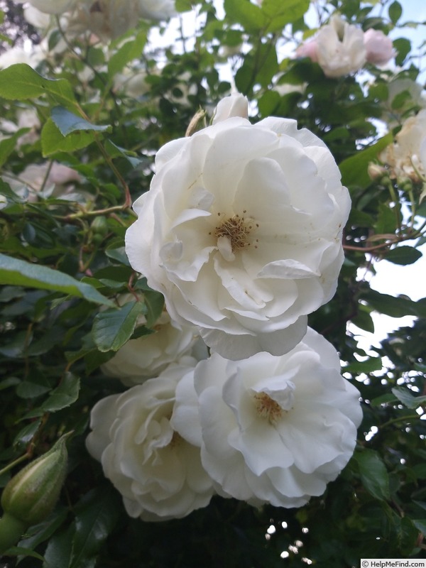'Fée des Neiges, Cl.' rose photo