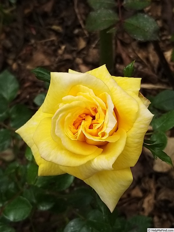 'Goldfassade' rose photo