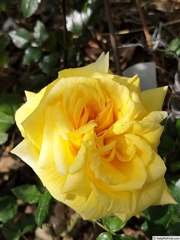 'Goldfassade' rose photo