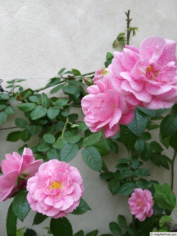 'Invictus ®' rose photo