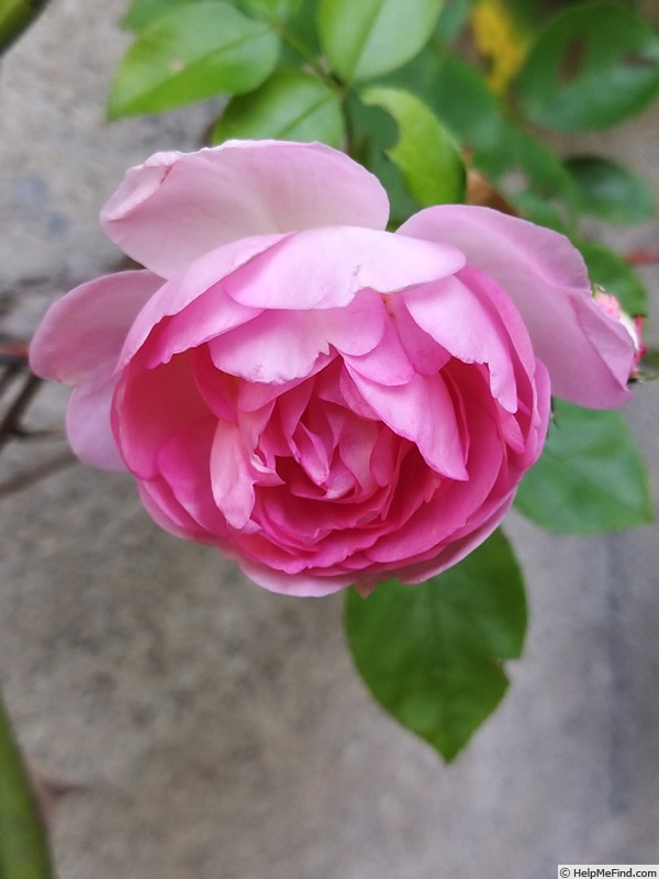 'Climbing Jasmina' rose photo