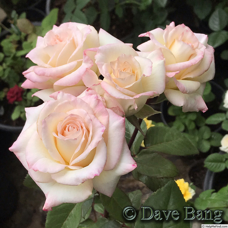 'Angel Kisses (floribunda, Bang 2015)' rose photo