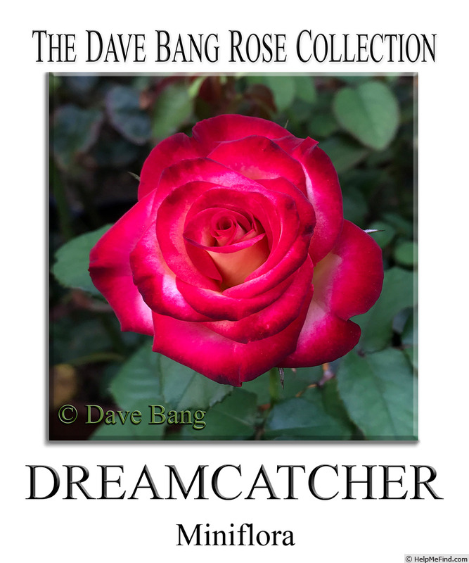 'Dreamcatcher (mini-flora, Bang 2012)' rose photo