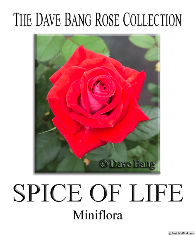'Spice of Life (mini-flora, Bang 2015)' rose photo