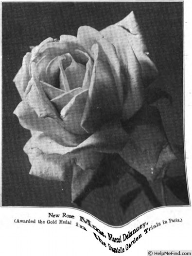 'Madame Marcel Delanney' rose photo