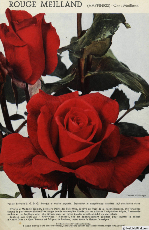 'Rouge Meilland (hybrid tea, Meilland, 1949)' rose photo