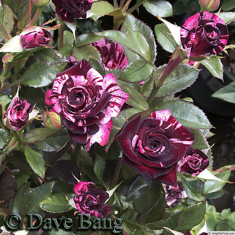 'Dottie' rose photo