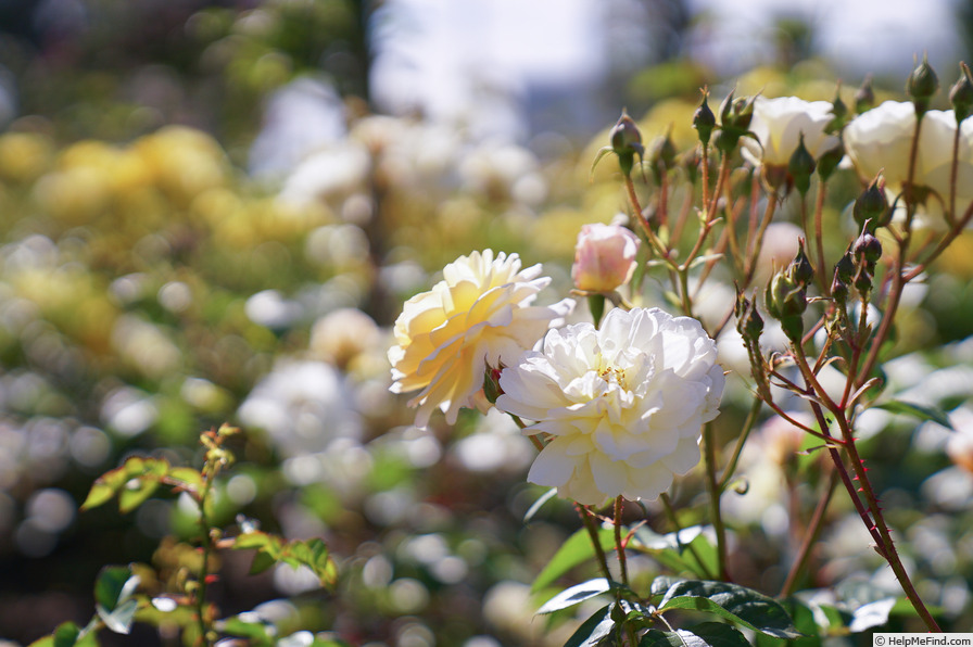 'Moonsprite' rose photo