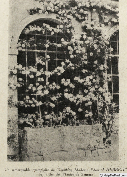 'Climbing Madame Edouard Herriot' rose photo