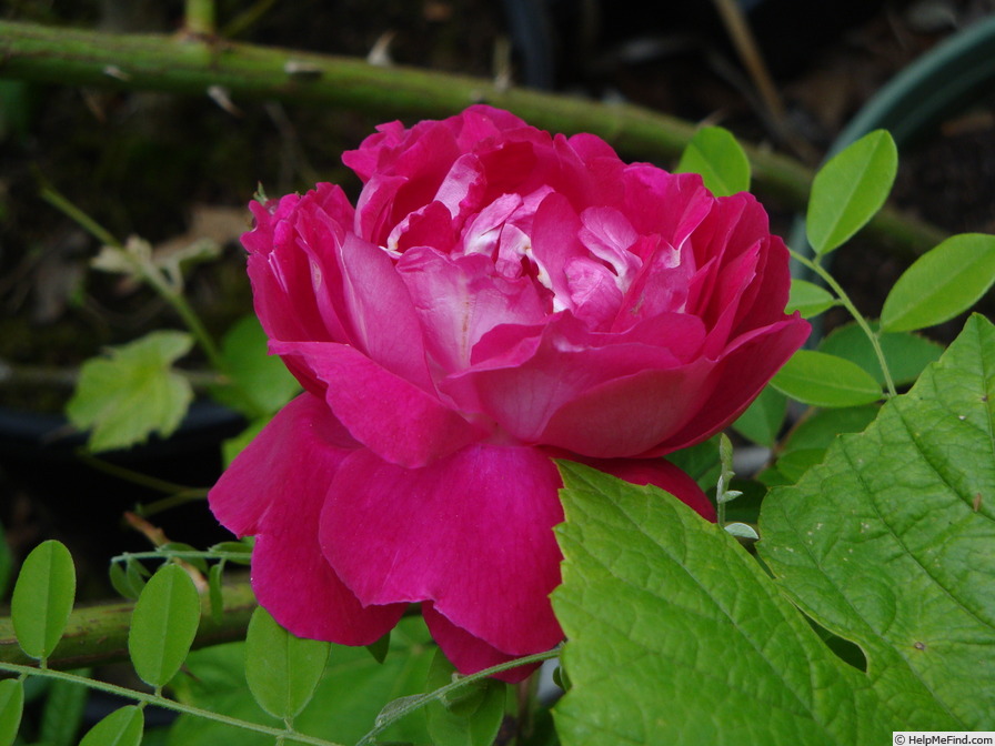 'Malton' rose photo