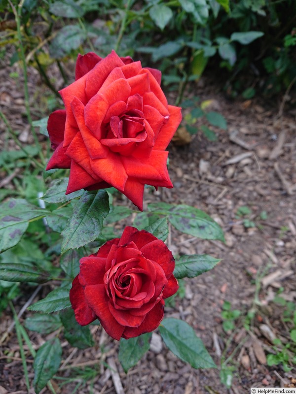'George (floribunda, Simpson 1979)' rose photo