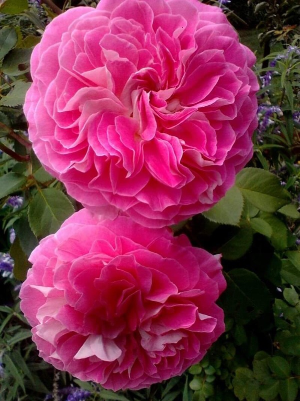 'Roy McAllister' rose photo