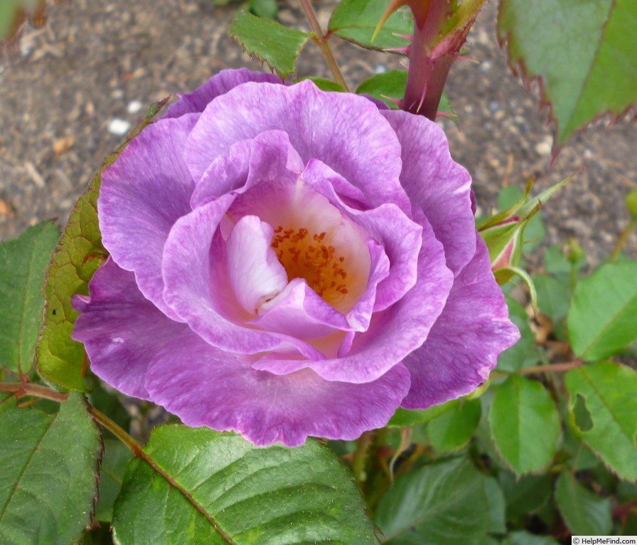 'Honky Tonk Blues' rose photo