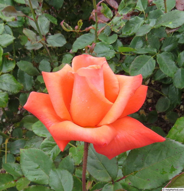 'Beauty Star' rose photo