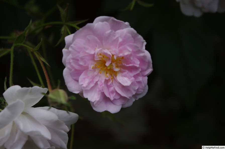 'Paul's Himalayan Musk Rambler' rose photo