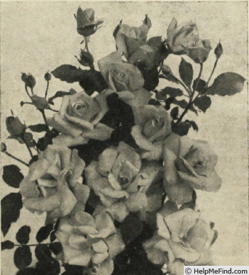 'Vogue (floribunda, Boerner, 1950)' rose photo