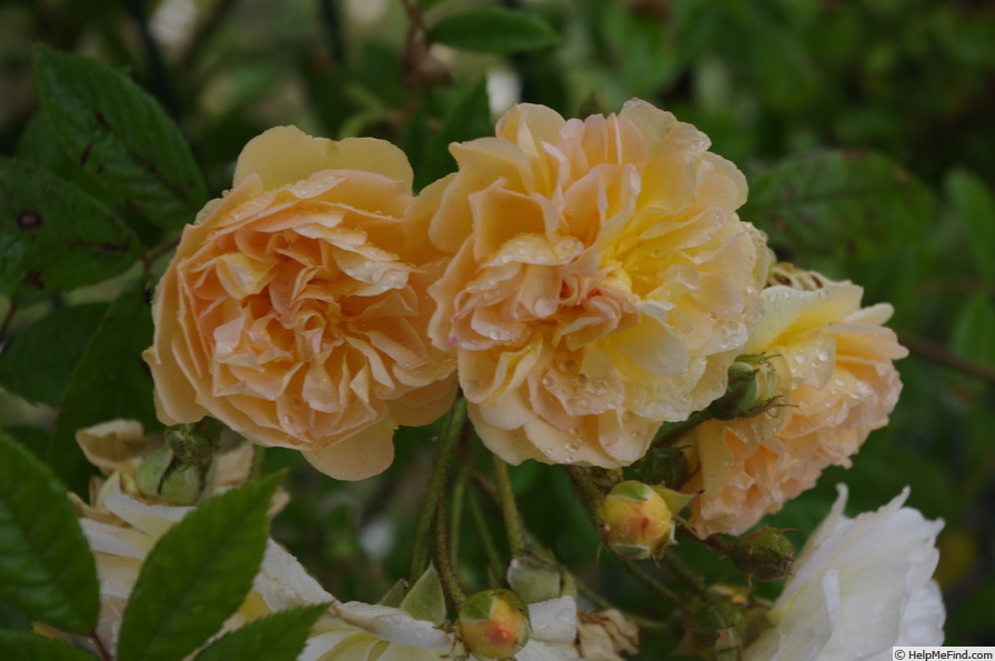 'Ghislaine de Féligonde' rose photo