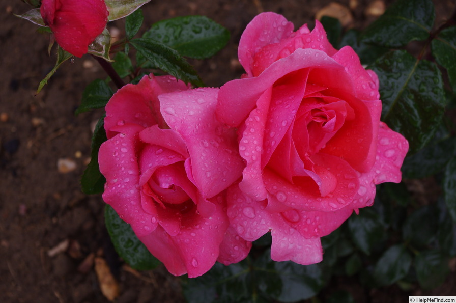 'Special Anniversary' rose photo