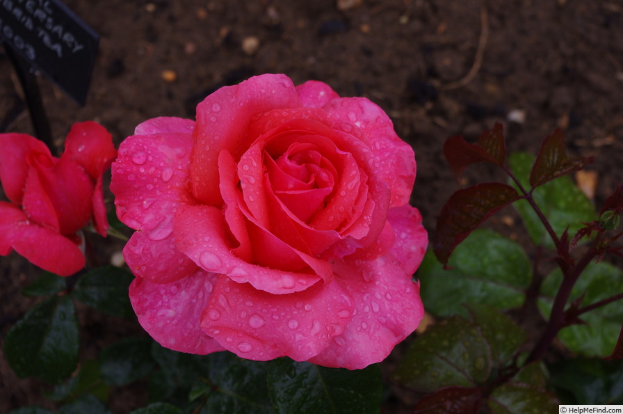 'Special Anniversary' rose photo