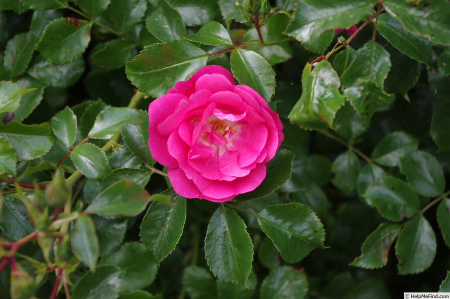 'Paws' rose photo