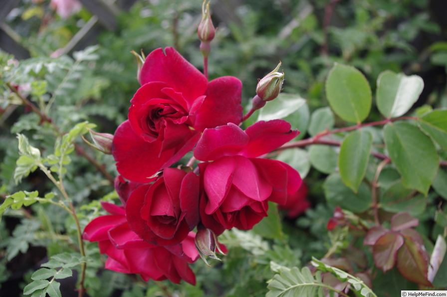 'Capel Manor House' rose photo