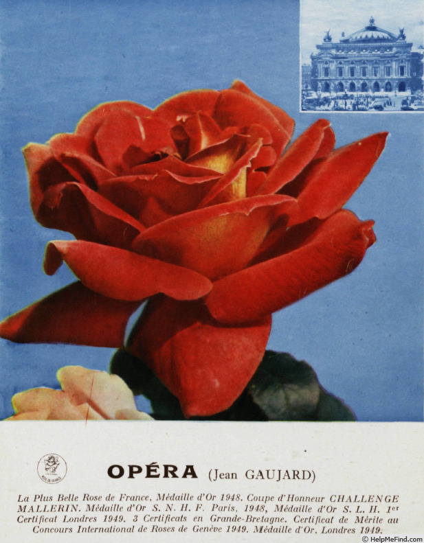 'Opera (hybrid tea, Gaujard, 1948)' rose photo