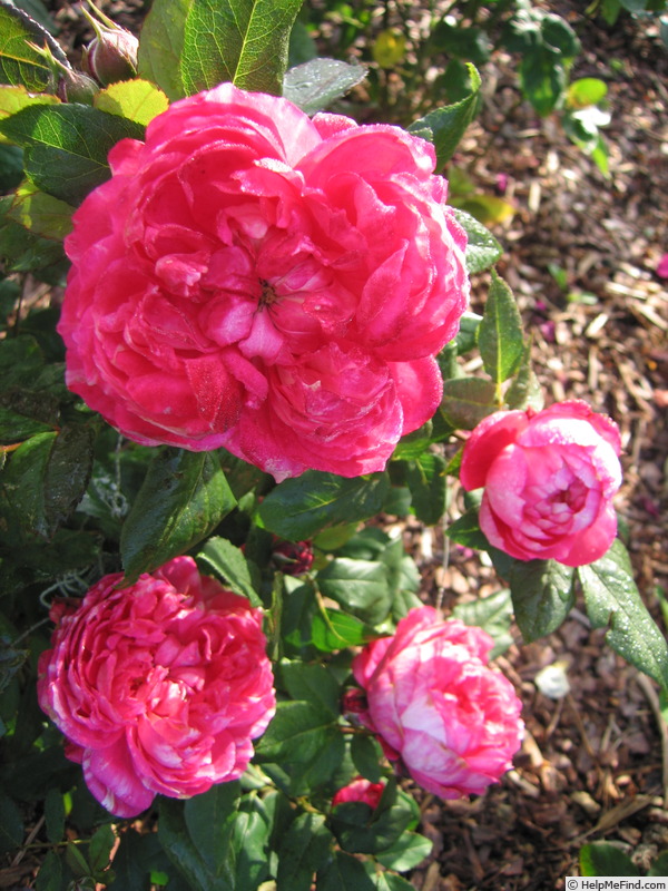 'Crédit Mutuel®' rose, click to enlarge 'Crédit Mutuel®' rose photo