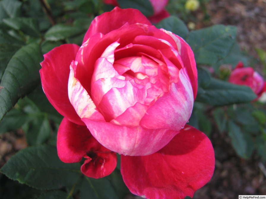 'Crédit Mutuel®' rose, click to enlarge 'Crédit Mutuel®' rose photo