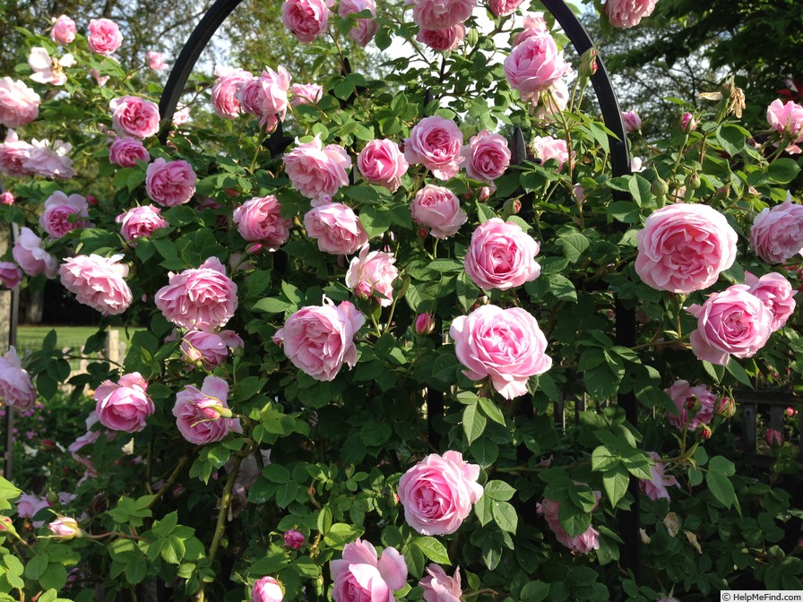 'Queen of Bourbons (bourbon, Mauget, 1834)' rose photo