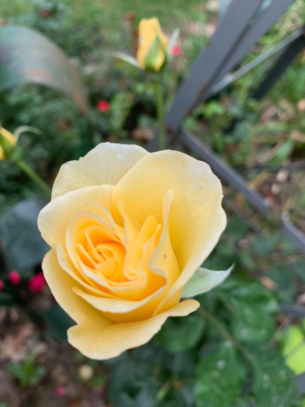 'Derek's Rose and Hydrangea Emporium'  photo