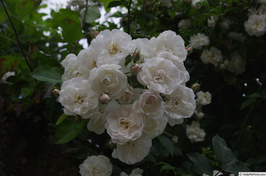 'Madame d'Arblay' rose photo
