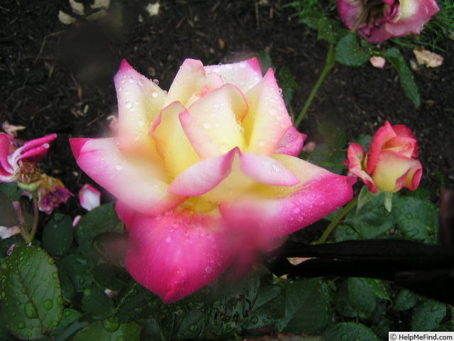 'Horticolor' rose photo