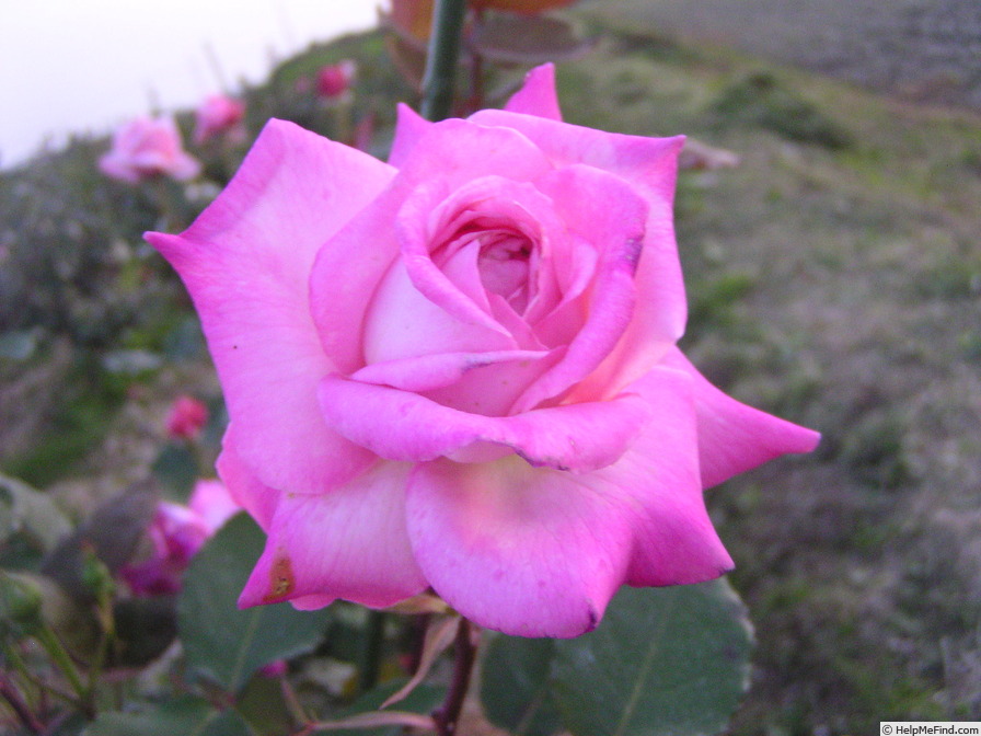 'McGredy's Pink' rose photo