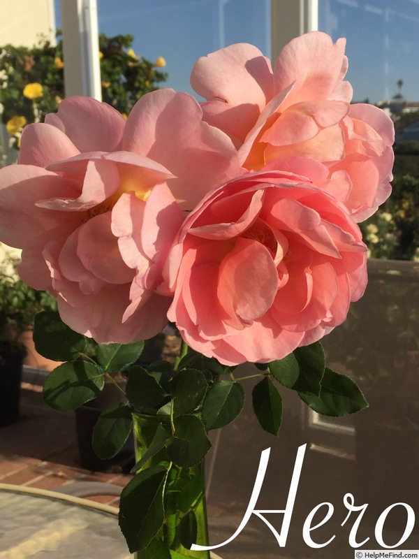 'Hero ®' rose photo