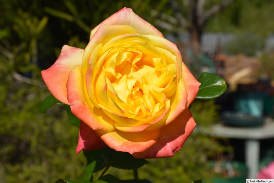 'Yellow Surprise' rose photo