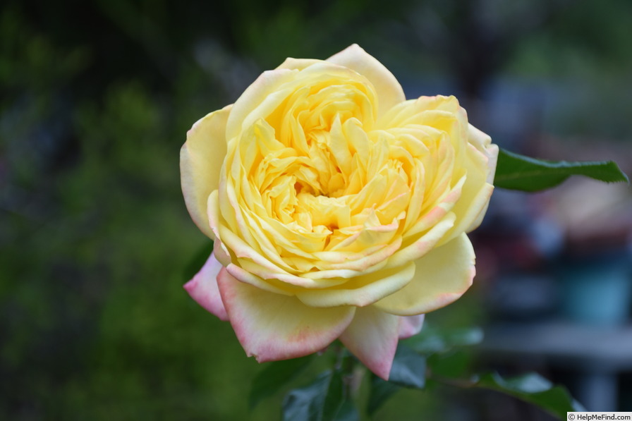 'Yellow Surprise' rose photo