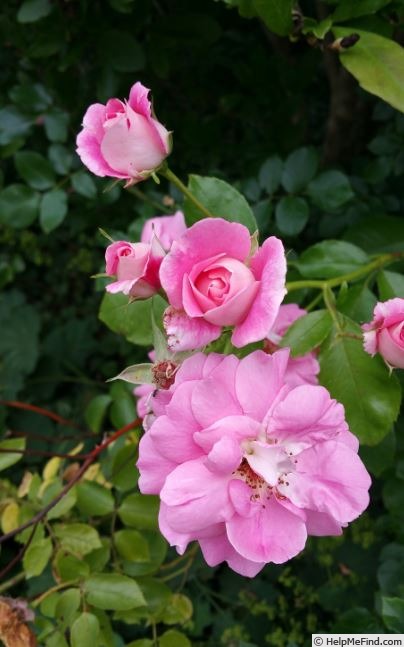 'Meillands' Rose IGA München' rose photo
